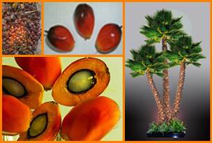Palm fruit milling 